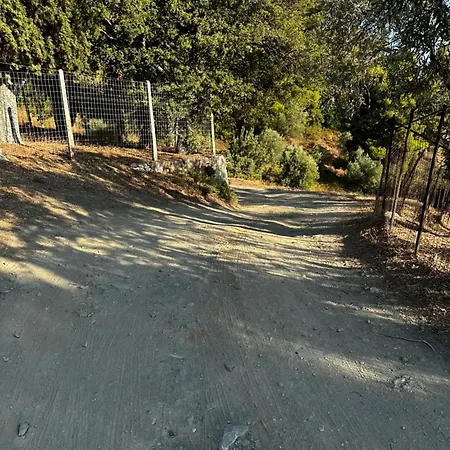 Evelyn * ستافيلوس